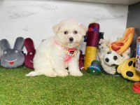 Maltese Terrier Yavrularımız Dişi Ve Erkek