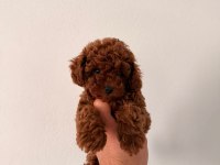 Toy poodle yavrular safkan ırk garantili