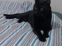 ACİL! Siyah Bir Pumaya (Kedi) arkadaş olur musunuz?