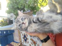 Canım british shorthair bebeklerim
