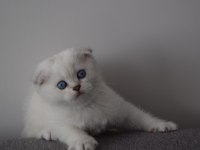 Secereli Mavi Gözlü Scottish Fold ve Straight Yavrular