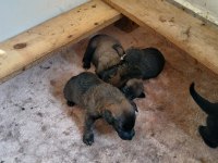 Belçika malinois yavrularımız sahiplendirilecek