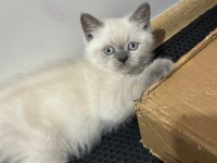 BRİTİSH BLUEPOİNT YAVRULARIMIZ SON 2 YAVRU
