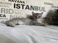 Kusursuz Mizaçlı Safkan Ayı Surat British Yavruları