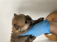 Yavru Dişi Erkek Pomeranian Boo