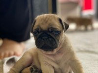 PUG PRENSESİMİN GÜZEL YAVRULARI