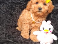 Core maltipoo bebekler