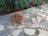 Maltipoo dişi 2.5 aylık
