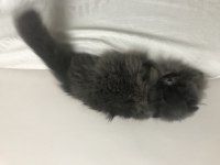 Scottish fold longhair sahiplendirme ilanı