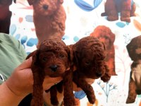 Toy poodle yavrularımız ruhsatlı çiftliğimizden