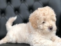 Sevimli maltipoo yavrular
