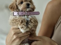 MİCRO BOY TEDDY BEAR MALTİPOO