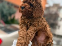 RED BROWN TOY POODLE BEBEKLER