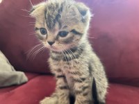 Safkan bebeklerim british shorthair