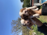 Safkan Cavalier King Charles Yavruları