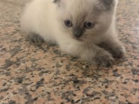 Blue Point Scottish Fold Yavrular