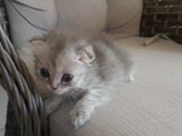 Yavru kedilerim sahiplendiriyorum mama karşılığında