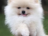 Pomeranian boo ayı surat