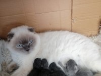 Scottish fold yavru Antalya