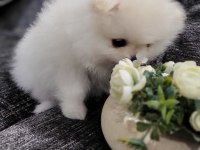 Kar beyazı erkek pomeranian