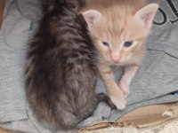 ACİL YAVRU KEDİ SAHİPLENDİRİLECEK TEKİR