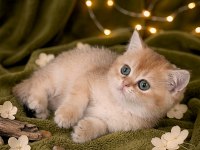 British shorthair golden yavrular