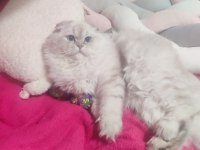 Scottish longhair oğlum