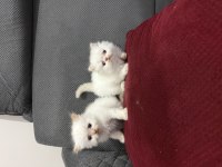 KAR TOPU İRAN KEDİLERİ