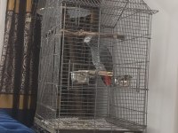 Üst düzey konuşma ve tüy yapılı jako papağanı