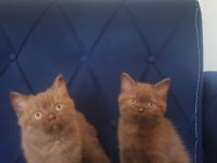 British shorthair nadir cins cinnamon