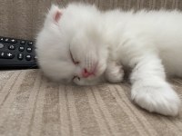 Kahramanmaraş içi elden teslim scottish fold kediler