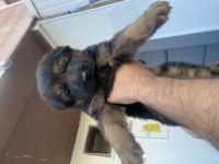 A KALİTE K9 ALMAN KURDU YAVRULARI