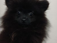 Pomeranian çiço yeni yuvasını arıyor