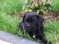 A Kaliteli Cane Corso Yavrular