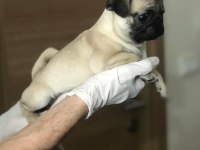 HAMBURGER SURATLI PUG / MOPS PUPPY