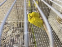 Lutino Kırmızı Göz Takım Muhabbet Kuşu