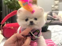 Evinize mutluluk getirecek minicik yavru köpekler