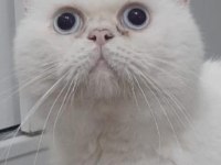 2 yaşında erkek beyaz british shorthair