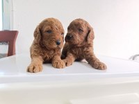 En yakışıklı yavru poodle köpekler