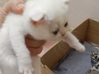 Mama karşılığında kediler