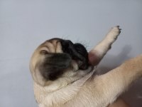 Pug mops yavrular