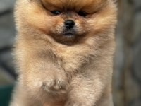 Pomeranian boo yavrularım