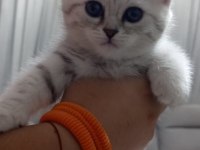 British Shorthair Yavrularım