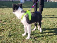 Border collie yavru