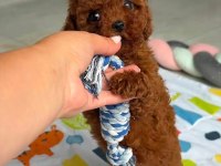 Minik Red Poodle Bebek