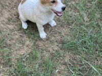 3 Aylık Safkan Erkek Jack Russell
