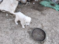 3 TANE DİŞİ AKBAŞ YAVRUSU