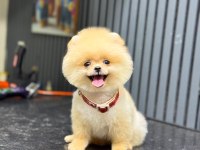 Yavru Pomeranian Boolarımız