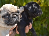 İki Aylık Pug Yavrularım Teslime Hazır