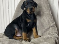 Asil Görünümlü Doberman Yavruları